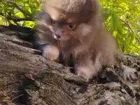 Шпиц немецкий малый, фотография 2