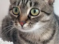 Котенок подросток Манюня, фотография 3
