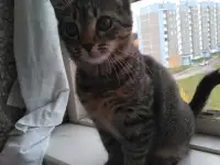 Кошечку в дар., фотография 4