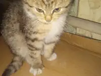 Отдам котенка в хорошие руки, фотография 3