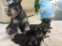 Щенки цвергшнауцера черный с серебром