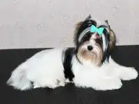 Мальчик бивер йорк