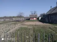 Продам дом в д.Зубры Горецкого района., фотография 3