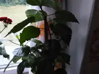 Продам цветы, фотография 4