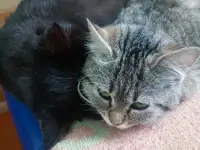 Усыновите котенка!