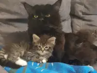 Кошечка мейн-кун, фотография 2