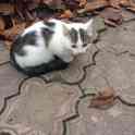 Котята и кошка ищут новый дом!, фотография 3