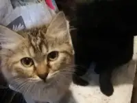 Отдам котят в добрые руки, возраст 4 месяца