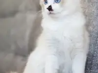 Котёнок Рэгдолл в любящую семью, фотография 2