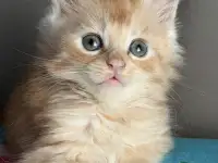 Котята Мейн-кун, фотография 9