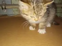 Найден котёнок, фотография 2