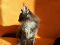 Еще совсем котёнок  , 3,5 мес., фотография 5