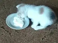 Отдам в хорошие руки трехцветную кошечку полтора, фотография 4