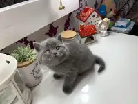 Британские котята., фотография 2