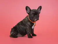 Милые французики, фотография 6
