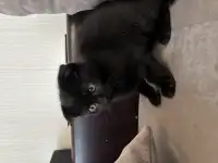 Шотландские котята, фотография 6