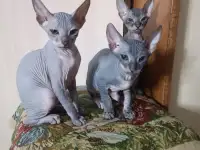 Котята донского сфинкса, фотография 3