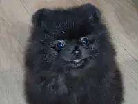 Померанский шпиц