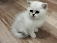 Котёнок девочка британская короткошерстная