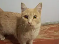 Кот ВАСИЛИО ищет дом, фотография 4
