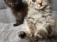 Отдам в добрые руки котят, фотография 3
