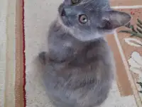 Отдам котят, фотография 2