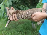 Бенгальский Ангелочек, фотография 2