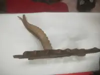 Рога сайгака в медальоне