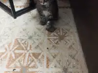 Мейн Кун