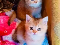 Шотландские вислоухие котята, фотография 2