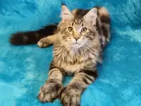 Котят Мейн Кун, фотография 3