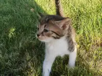 Котята даром, фотография 2