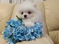 Померанский шпиц девочка