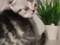 Шотландские вислоухие котята, фотография 2