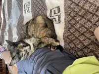 ВОЗНАГРАЖДЕНИЕ! Пропала Кошка Сима., фотография 7