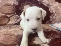 Продам