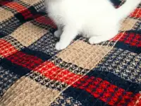 Шотландцы, фотография 2