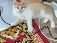 Красивый мальчик