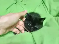 Котята британцы, фотография 7