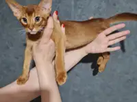Котята, фотография 11