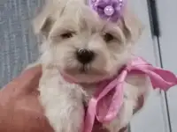 Мальтийской болонки щенки