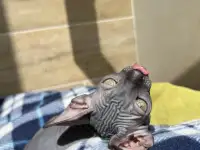 Котята канадского сфинкса, фотография 12