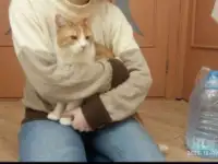 Чудесный рыжий котик Бонечка ищет дом и семью!, фотография 4