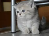 Шотландские прямоухие котята, фотография 12