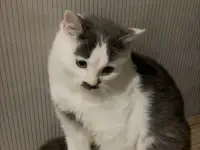 Котенок в дар