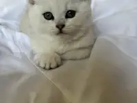 Британские котята окрас серебристая шиншилла, фотография 5
