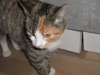 трехцветный котенок, фотография 2