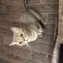 Шотландские котята, фотография 2