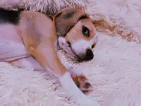 Девочка бигля, фотография 4