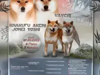 Сиба ину - Собака улыбака